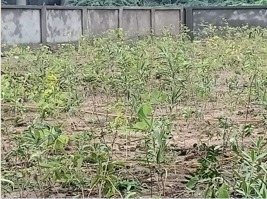 Green Ahmedabad